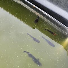 今シーズン再開しました　五式メダカ販売します～。 メダカ  めだか        の画像