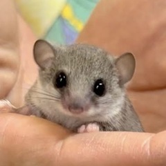 大阪城を見ながらの会小動物カフェ併設 - 友達