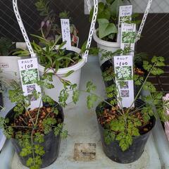 多肉植物マーガレットアイビー・ルビーネックレスなど