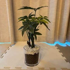 【決定済】ニトリ　フェイクグリーンの画像