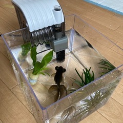 決まりました黒出目金＆水槽セット