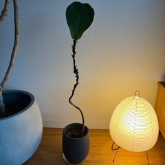 観葉植物 フィカスバンビーノ 植木鉢付き