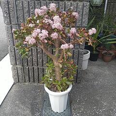 金のなる木（鉢付き）