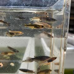 五式系統の選外　１匹100円　５匹からお問い合わせくださいの画像