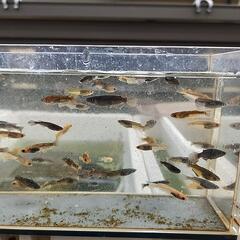 五式系統の選外　１匹100円　５匹からお問い合わせくださいの画像