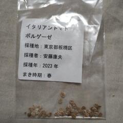 トマトの種　家庭菜園