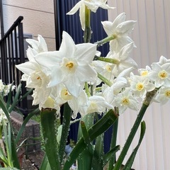 スイセン　鉢植え付き　自家製