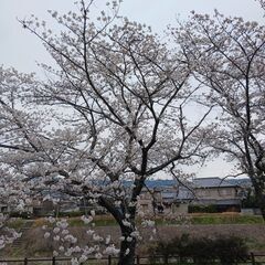 アメリカ人とお花見を一生にしましょうか？