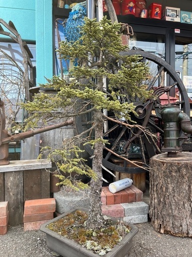 蝦夷松盆栽 | かんぴょうブログ 蝦夷松 盆栽