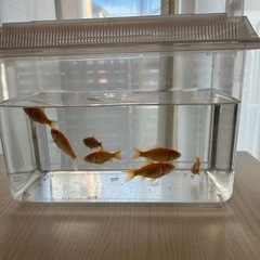 金魚6匹　水槽付き 