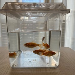 金魚6匹　水槽付き の画像