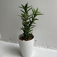 多肉植物①
