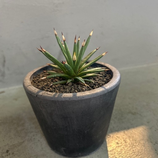 アガベ  アルボピローサ