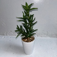 多肉植物②