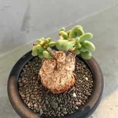 ケラリア　ピグマエアの画像