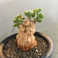 ケラリア　ピグマエアの画像