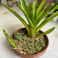 観葉植物③🪴