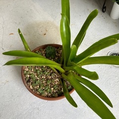 観葉植物③🪴の画像