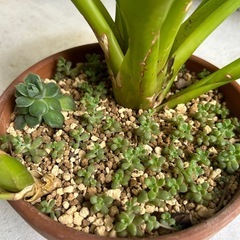 観葉植物③🪴の画像