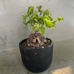 亀甲竜