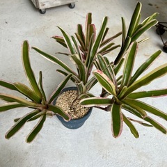 植物🪴 🪴の画像