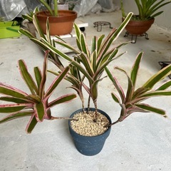 植物🪴 🪴