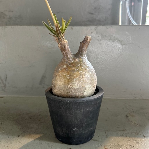 パキポディウム　グラキリス