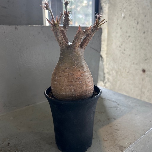 パキポディウム　グラキリス