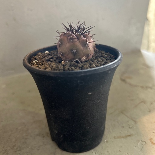 コピアポア　黒王丸