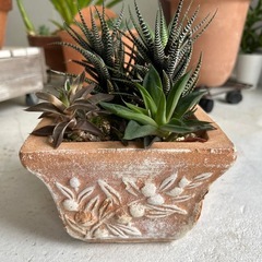 🪴多肉植物🪴の画像