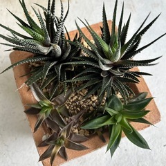 🪴多肉植物🪴の画像