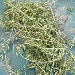 多肉植物