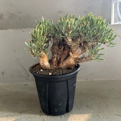 オトンナ ユーフォルビオイデス