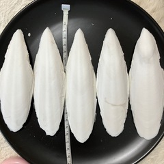 カトルボーン特大5枚　　カットルボーン　カルトボーン
