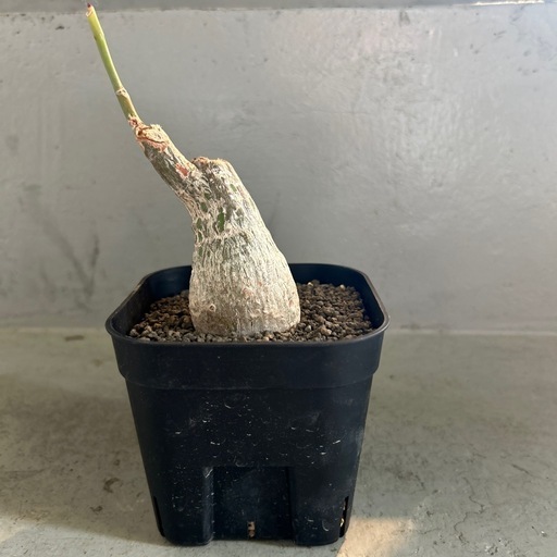 ボンバックス　エリプチカム