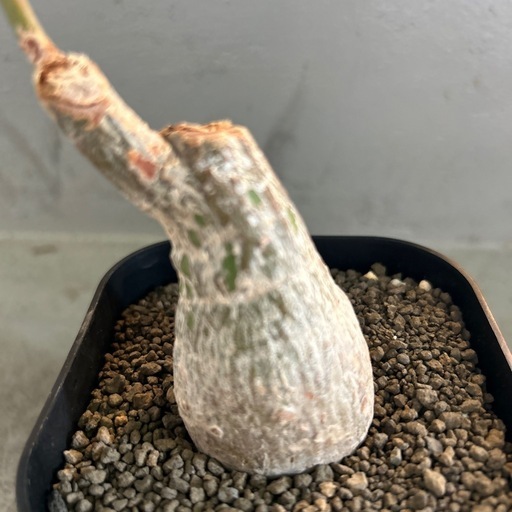 ボンバックス　エリプチカム
