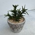 ランキングキーワードに紐づく投稿画像-多肉植物