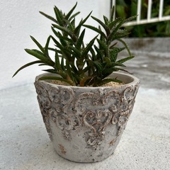 多肉植物③の画像