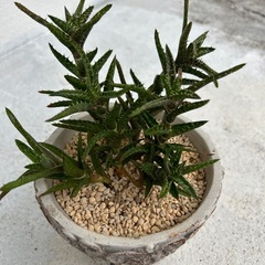 多肉植物③の画像