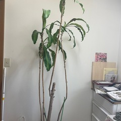 観葉植物　ドラセナ