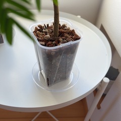 エバーフレッシュ 2鉢セット 観葉植物の画像