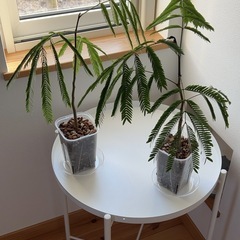 エバーフレッシュ 2鉢セット 観葉植物