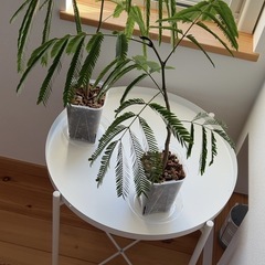 エバーフレッシュ 2鉢セット 観葉植物の画像