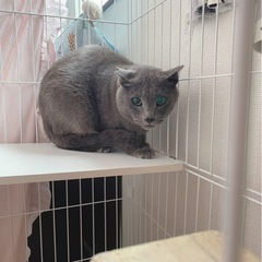 「キャンセルの為再募集😭」グレーのイケメンにゃんこ🐱
