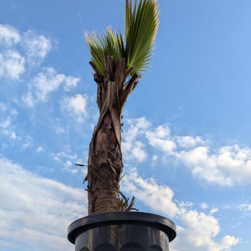 ワシントンヤシ 130cm