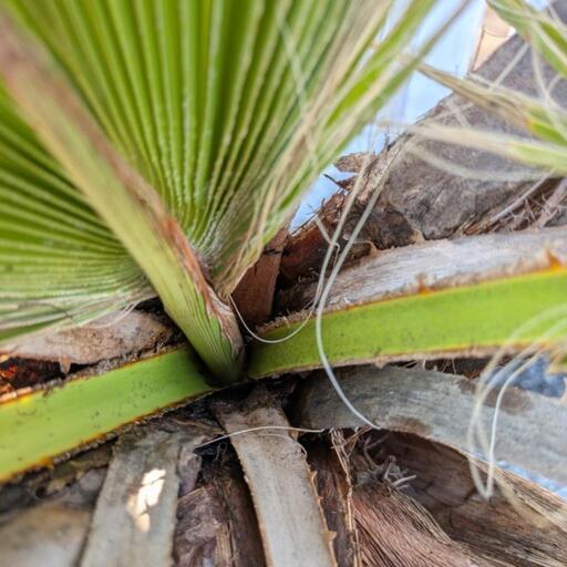 ワシントンヤシ 130cm ワシントンヤシ 130cm ヤシの通販 | 花・植物の