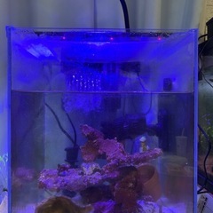 海水魚　サンゴ　　　