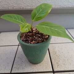 観葉植物 アルテシマフィカス 鉢付き