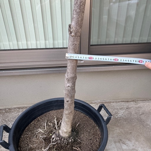 【大特価】オリーブ特大苗（シプレッシーノ）3.4m