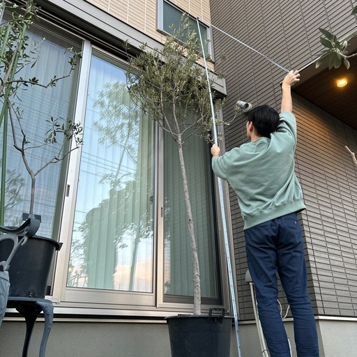 【大特価】オリーブ特大苗（シプレッシーノ）3.4m